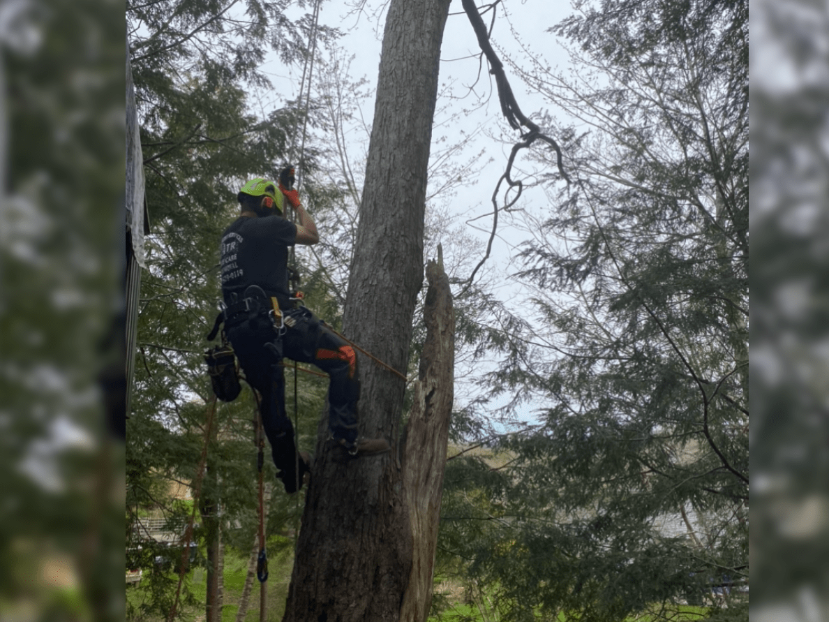 Man Cutting Tree