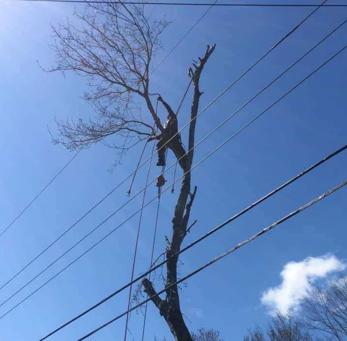 Power Line Clearing