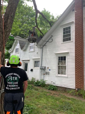 Tree Removal