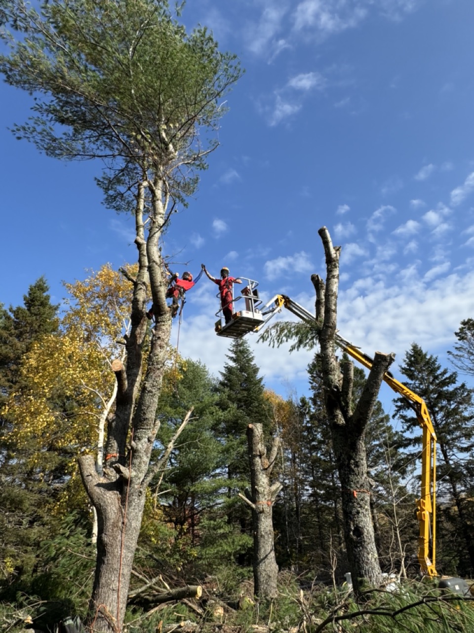 Tree Care Services in Nova Scotia