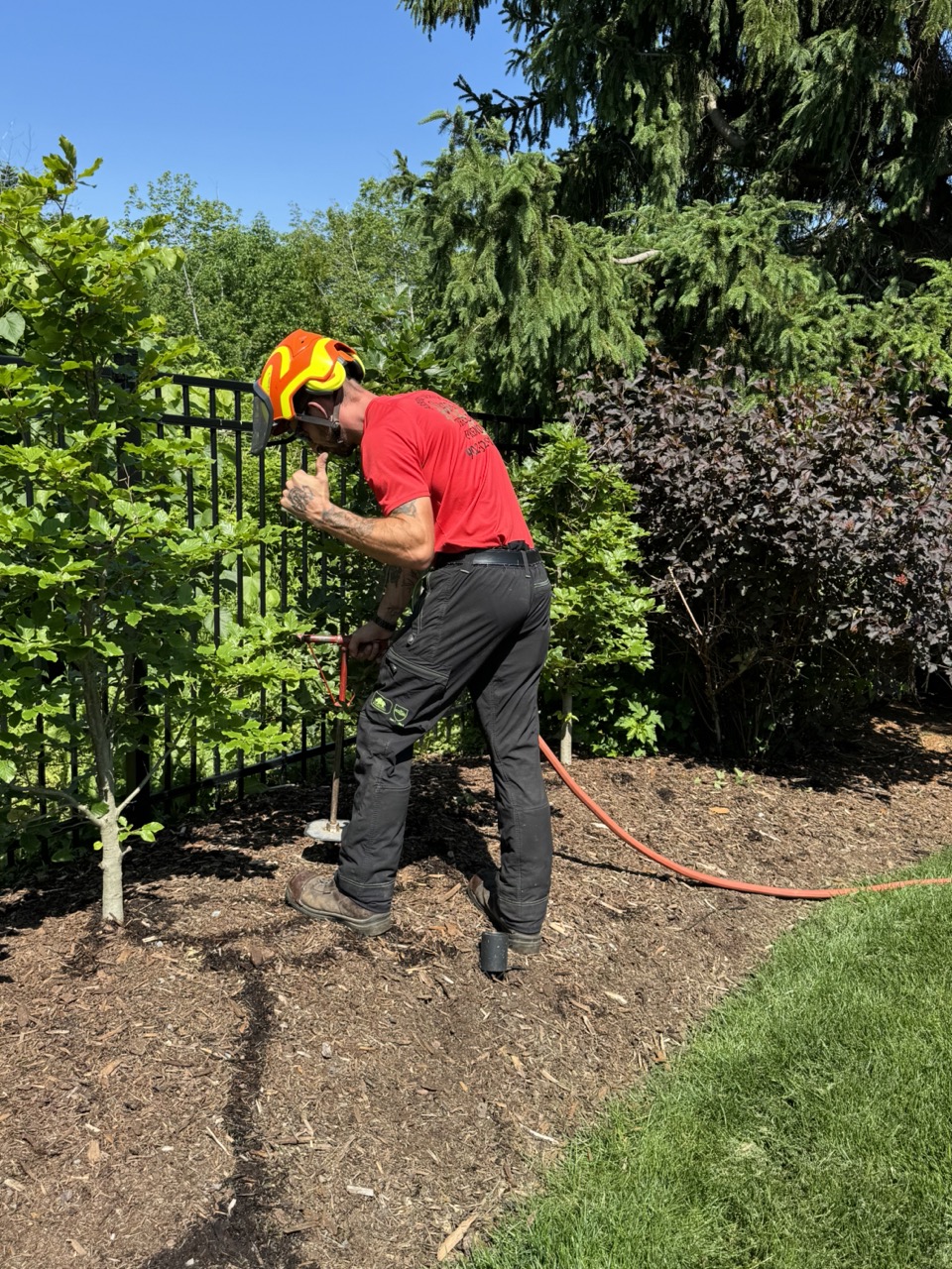 Tree Fertilizing