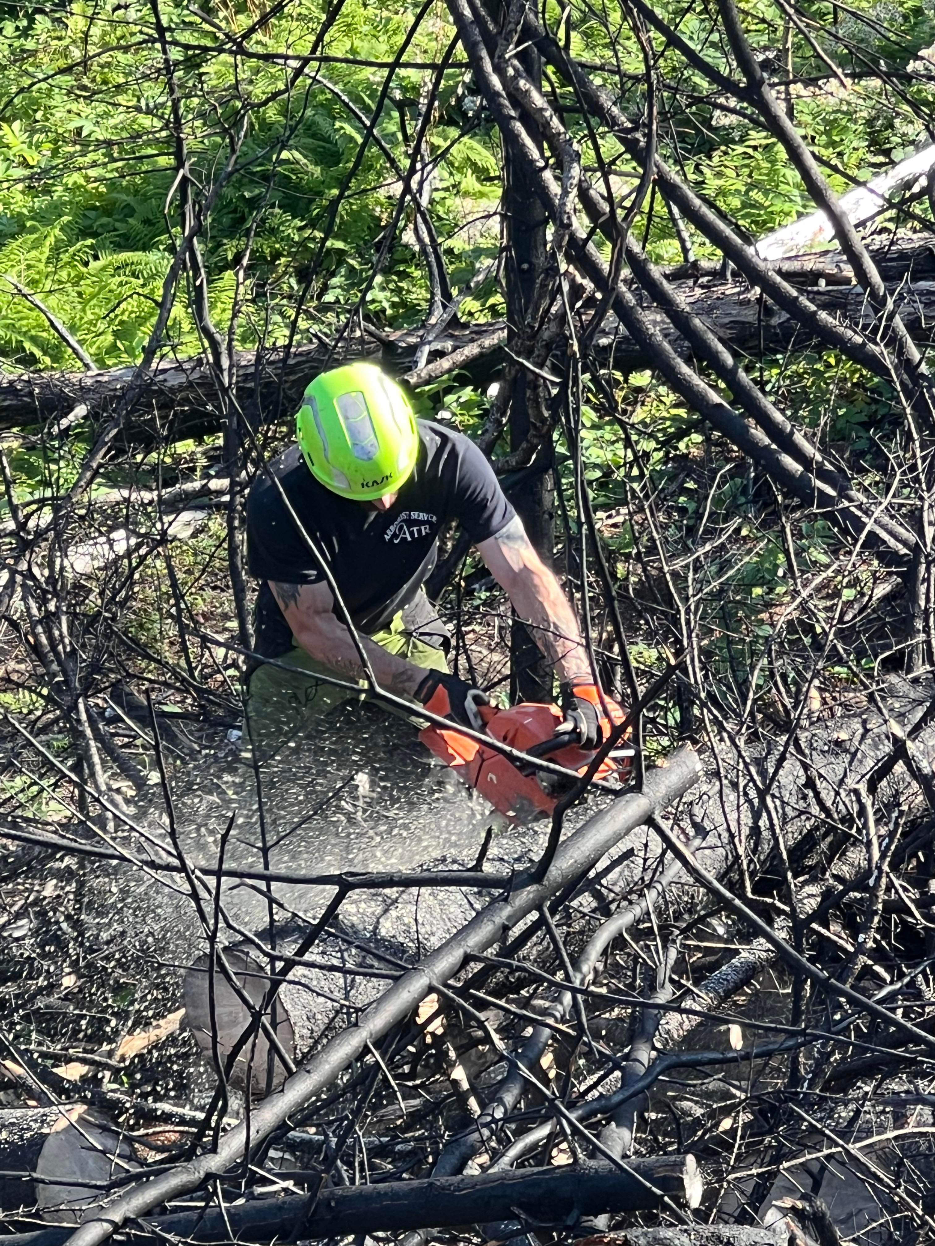 Tree Fertilizing