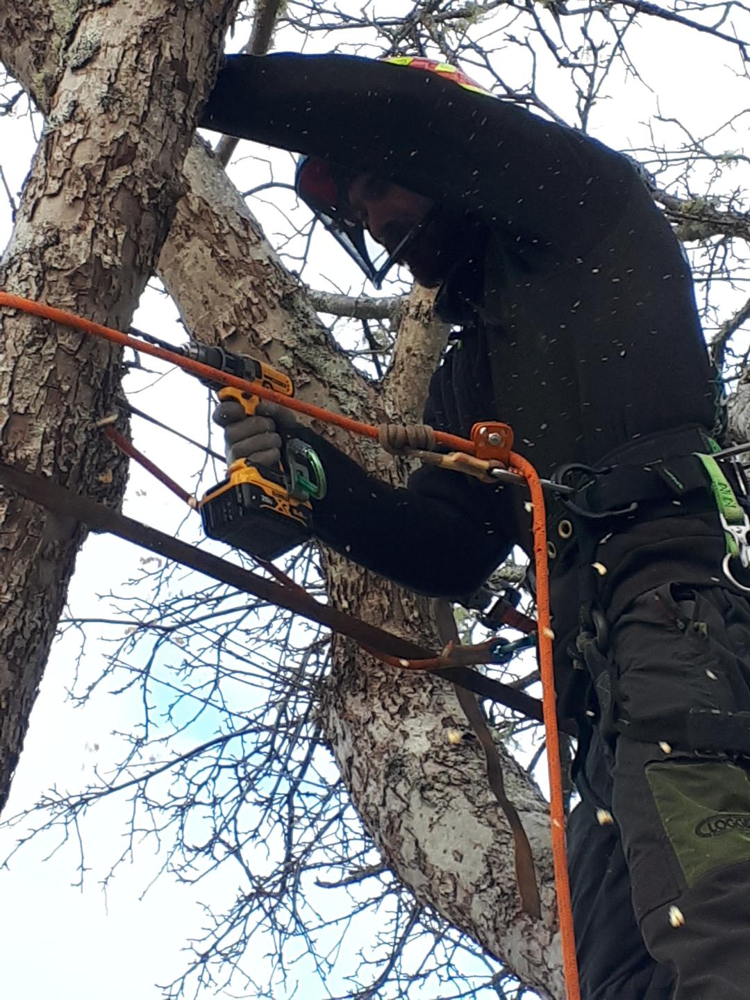 Tree Cabling, Bracing, and Other Support Systems